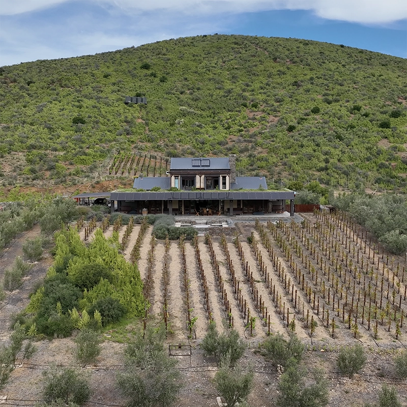 Perfect Hideaways property for sale: Aerial view of a vineyard landscape with a house at the center, surrounded by neat rows of grapevines and olive trees against a lush hillside backdrop. Gamka Estate in Calitzdorp.