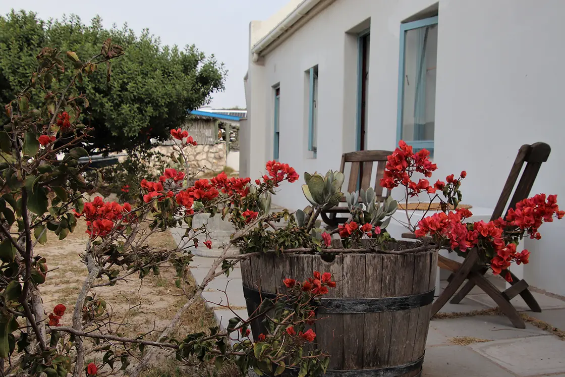 Perfect Hideaways property for sale: Wooden barrel planter with vibrant red flowers on a patio beside a white building. Blue windows and wooden chairs create a rustic, serene atmosphere. The Cottage in Churchhaven.