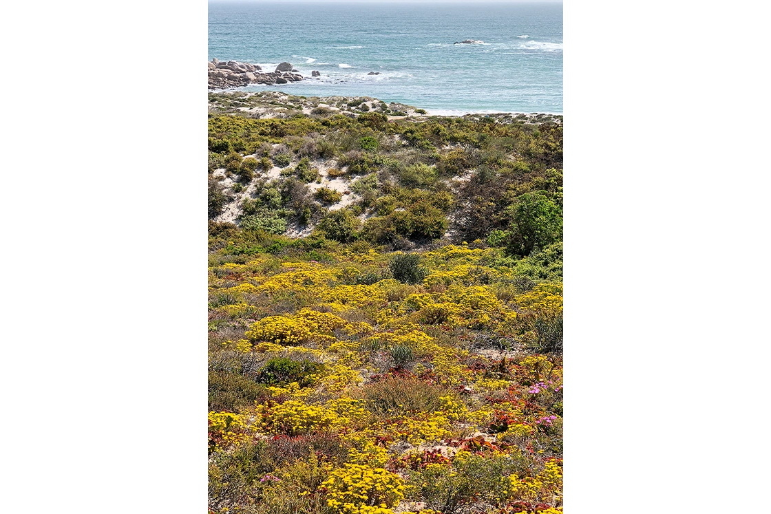 Perfect Hideaways property for sale: Coastal landscape with vibrant yellow flowers in the foreground, lush green shrubbery on sandy dunes, and a serene ocean with gentle waves in the background. Whale Cottage in Paternoster.