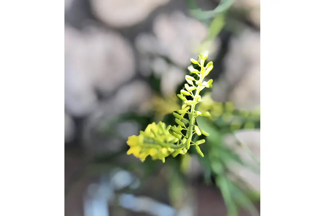 Perfect Hideaways property for sale: Close-up of a yellow flower with green leaves against a blurred stone wall background. The focus is on the intricate details of the flower petals. Artemon Cottage, Paternoster.