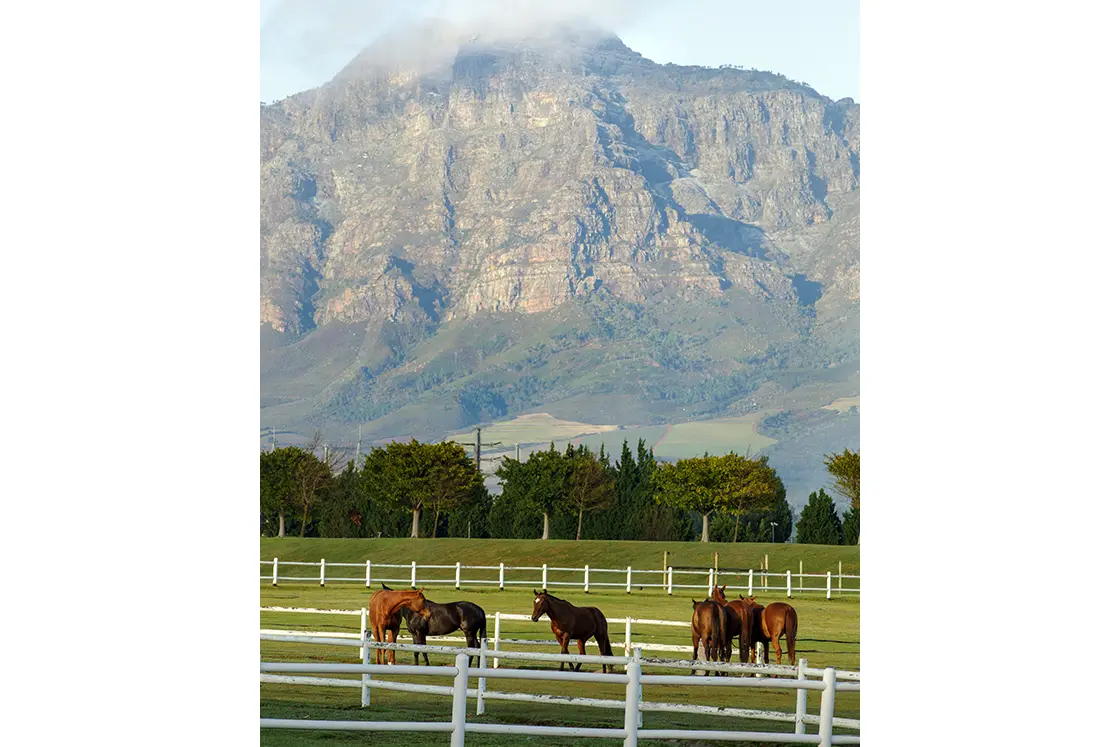 Perfect Hideaways property for sale: Horses graze peacefully in a lush green paddock, enclosed by white fences. Towering mountains rise in the background, partially veiled by soft clouds. Coral Tree House, Paarl.