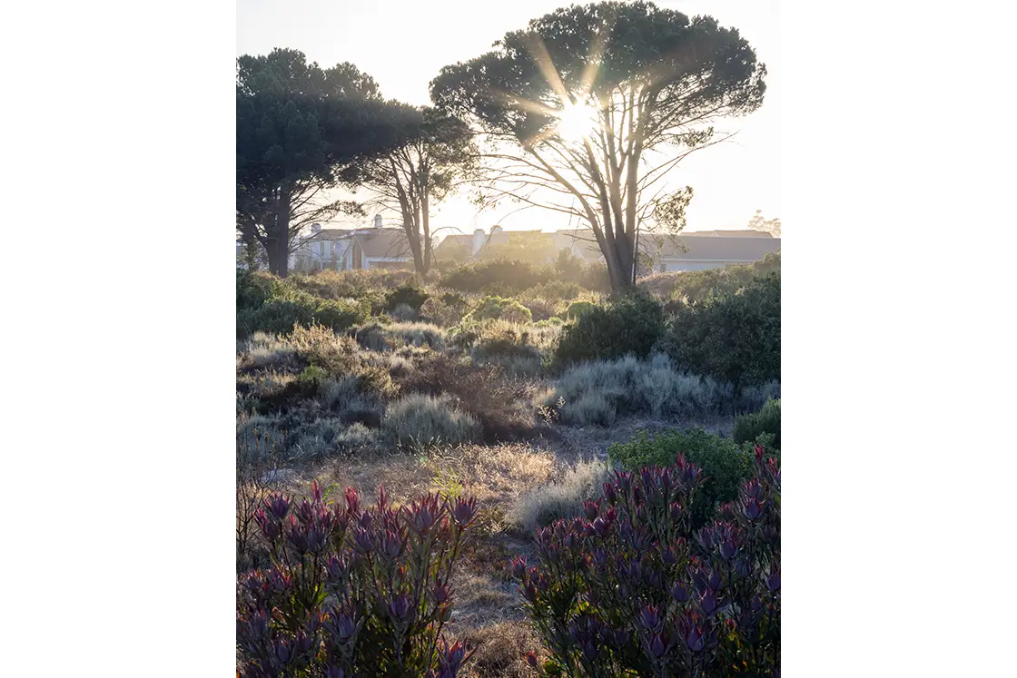 Perfect Hideaways property for sale: Sunlight filters through tall trees over a lush, green landscape with purple flowers in the foreground, evoking a serene and peaceful morning scene. Coral Tree House, Paarl.