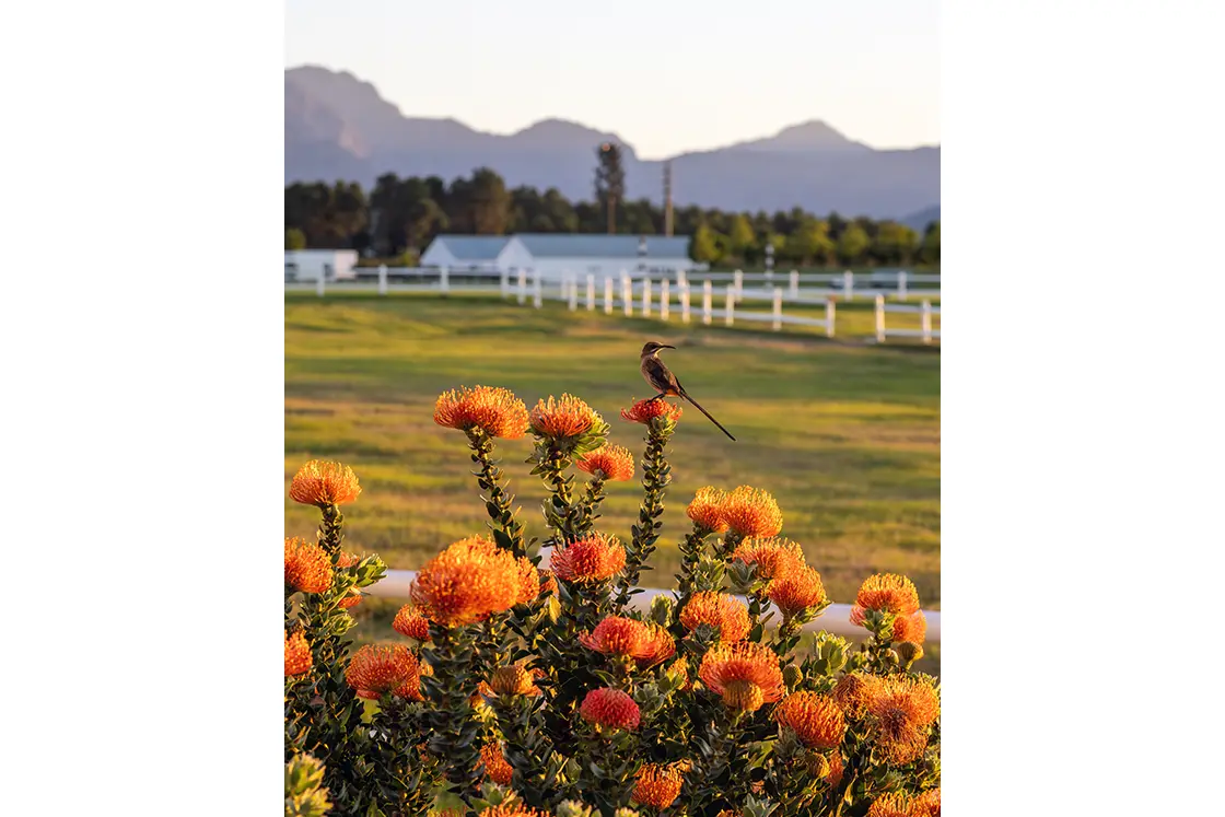 Perfect Hideaways property for sale: A bird perches on vibrant orange flowers in a field, with mountains and a white fence in the background. The scene conveys tranquility and natural beauty. Coral Tree House, Paarl.