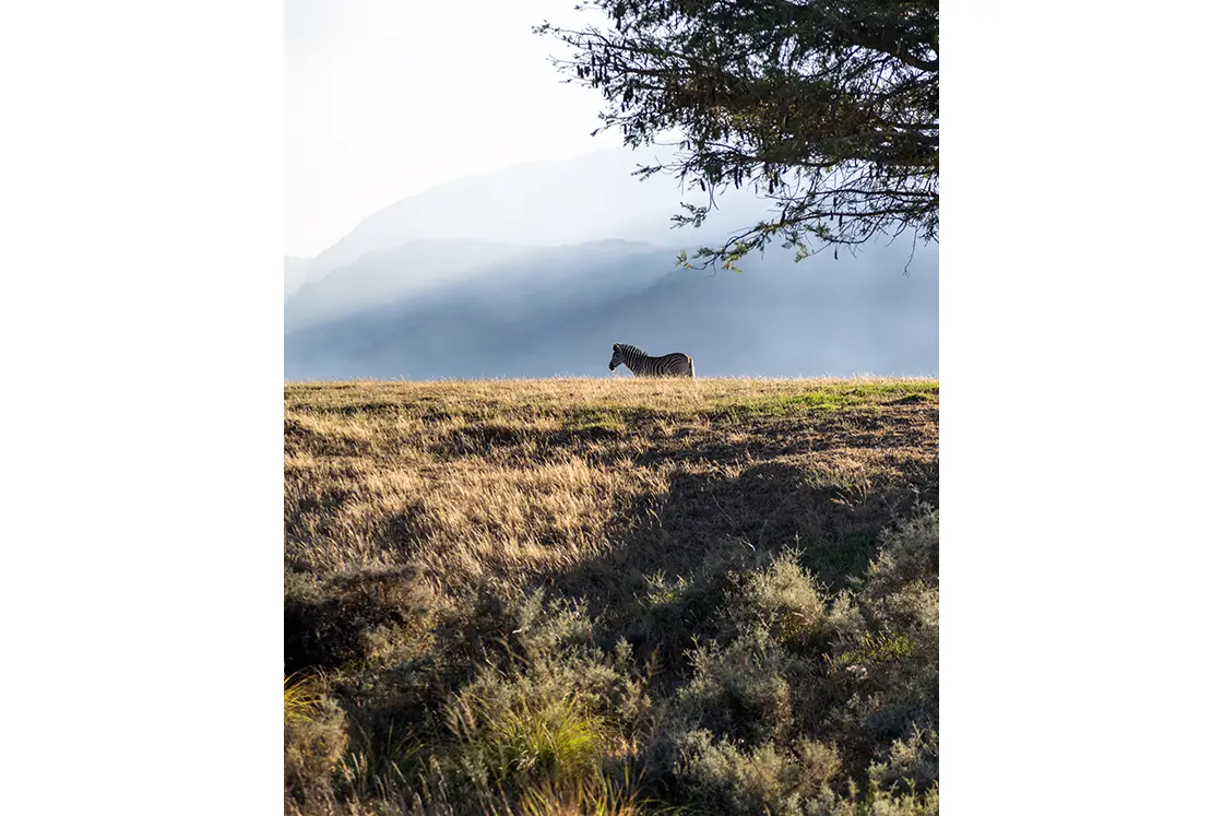 Perfect Hideaways property for sale: A lone zebra stands on a sunlit grassy field, with misty mountains in the background. A tree branch frames the scene, evoking calm and solitude. Coral Tree House, Paarl.