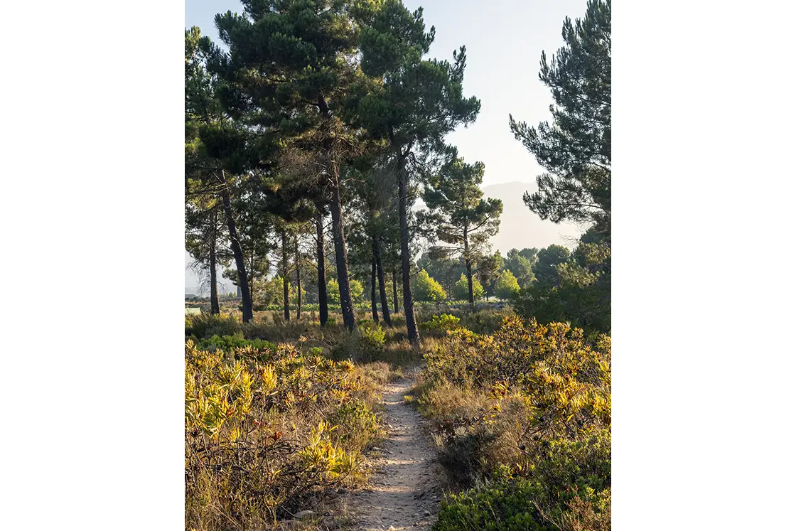 Perfect Hideaways property for sale: A serene forest scene with tall, lush pine trees under a clear blue sky. A narrow dirt path winds through vibrant yellow and green shrubs. Coral Tree House, Paarl.