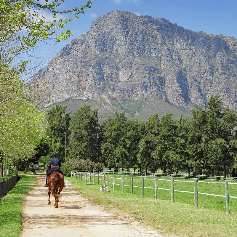 Perfect Hideaways real estate property: A person rides a horse on a dirt path lined with fences and trees, with a majestic rocky mountain in the background under a clear blue sky. Waterkloof Equestrian Farm, Paarl.
