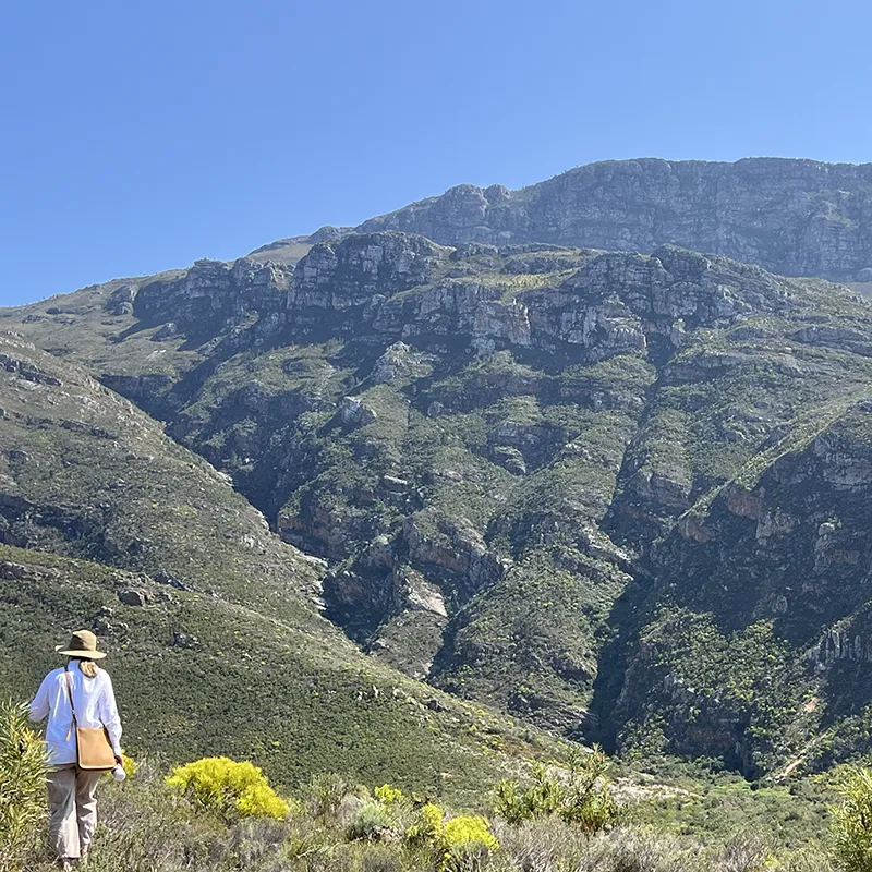 Perfect Hideaways real estate property: A person wearing a hat and carrying a bag stands in a lush green landscape, gazing at a rugged, sunlit mountain under a clear blue sky. De Hoek, Robertson.