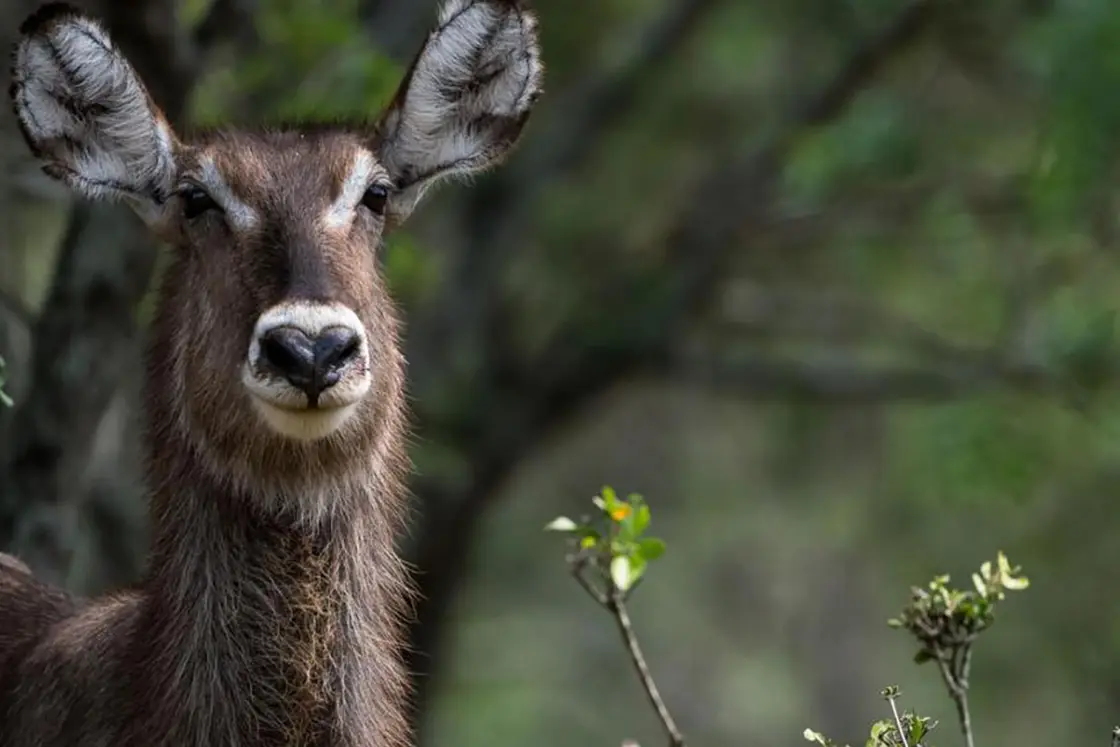 Perfect Hideaways real estate property: Portrait of a waterbuck with large ears and a calm expression, surrounded by green foliage. The image conveys a serene natural setting. Hoedspruit Wildlife Estate, Safari Moon Luxury Bush Lodge.