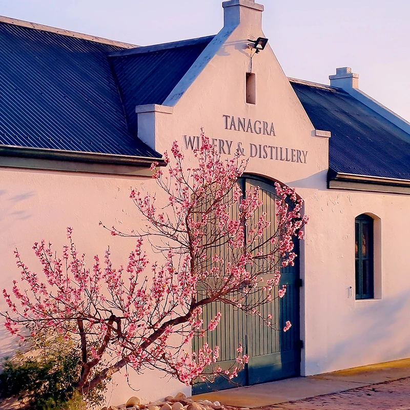 Perfect Hideaways real estate property: White winery and distillery building with teal doors, a blooming pink cherry blossom tree beside it. Evening light casts soft shadows, creating a serene atmosphere. Tanagra Wine & Guest Farm, McGregor.