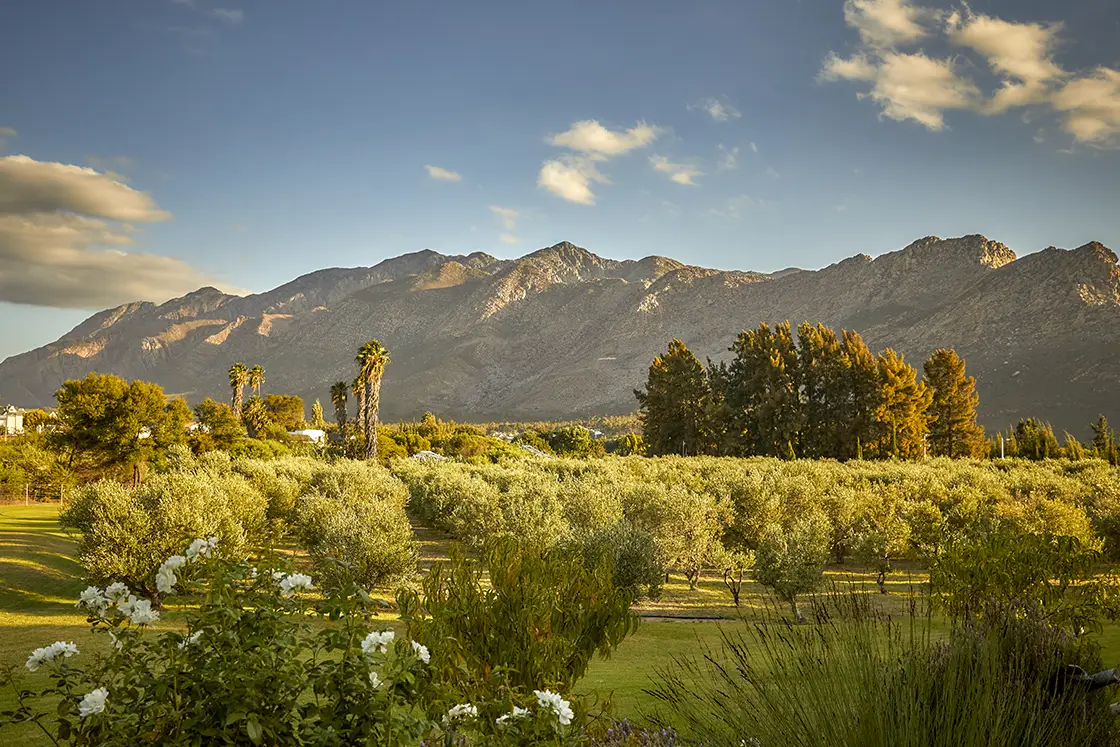 Perfect Hideaways real estate property: A scenic view of a mountainous landscape with olive trees in the foreground, lush greenery, and a blue sky with scattered clouds. Montagu, Montagu Vines Guesthouse.