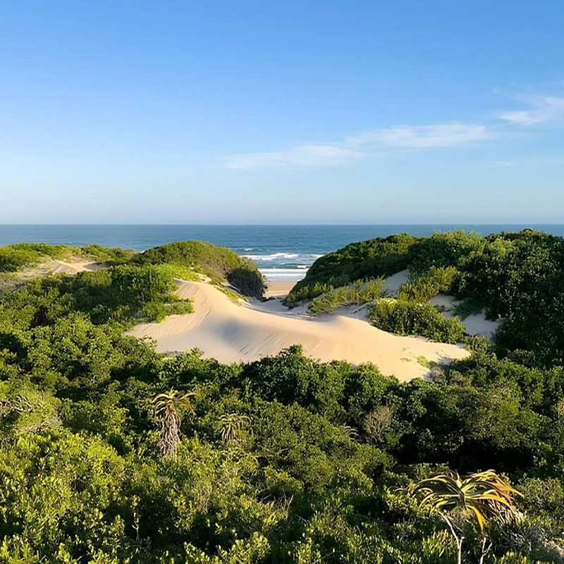 Perfect Hideaways real estate property: A serene landscape of a sunlit sand dune surrounded by lush green vegetation. In the distance, the ocean and clear blue sky create a tranquil scene. Gamtoos River Farm, Jeffreys Bay.