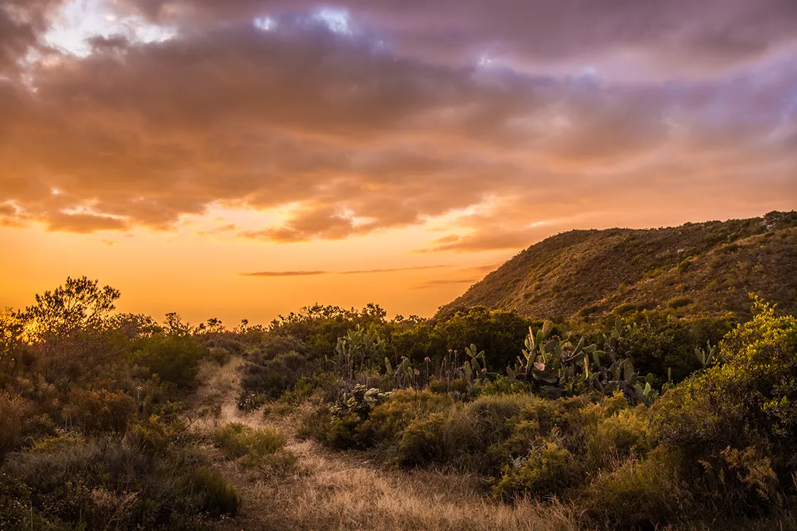 Perfect Hideaways real estate property: Sunset over a hilly landscape with a dirt path, shrubs, and cacti in the foreground. The sky is vibrant with orange and purple hues, creating a tranquil scene. Cloeten Farm & Guest Cottages, Robertson.