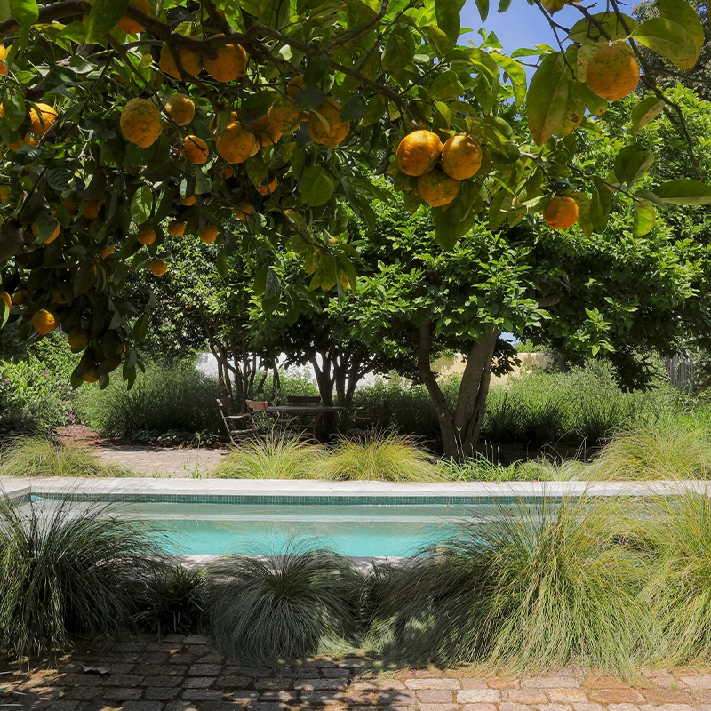 Perfect Hideaways real estate property: Lush garden with a turquoise swimming pool, fruit-laden orange trees, ornamental grasses, stone paving, and a rustic stone building under a clear blue sky. Camellia House, Greyton.